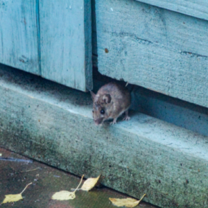 Spotting Pest Sign