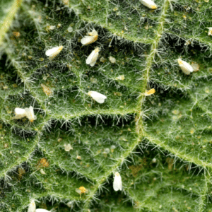 Controlling Aphids and Whiteflies