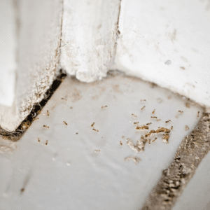 Moisture Fuels Pest Infestations