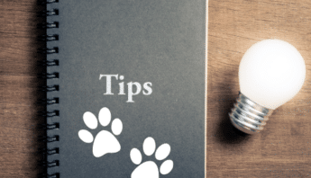 Pet Care Tips to Avoid Pests