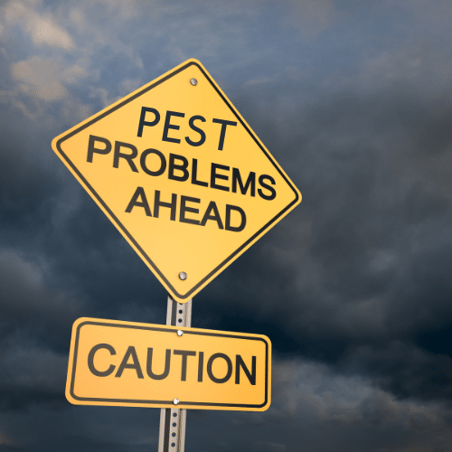 Stay Ahead of Pest Problems