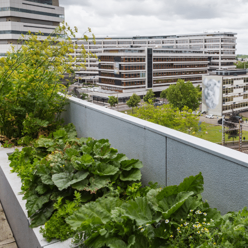 Thriving Gardens Without Pests