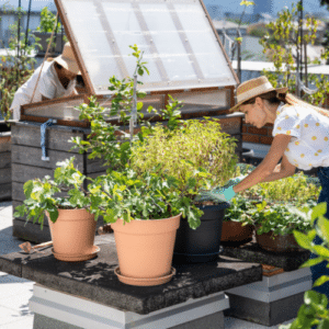 Urban Garden Pest Solutions