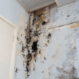 Battling Pests and Mold Together