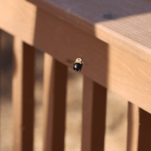 Bee Holes Hurt Homes