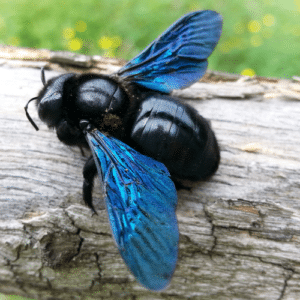 Carpenter Bees Love Wood