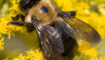 Carpenter Bees and Structural Risks