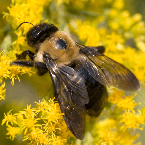 Carpenter Bees and Structural Risks