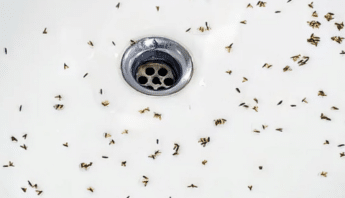 Drain Flies What to Know