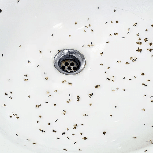 Drain Flies What to Know