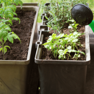 Healthy Gardens Safe Ecosystems