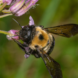 Keep Bees Away from Wood