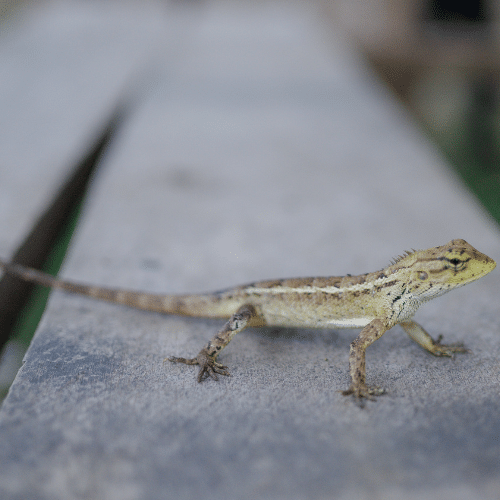 Keep Lizards Out Today