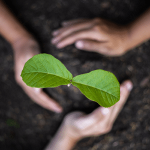 Restoring Garden Balance