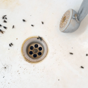 Stop Drain Flies in Tracks