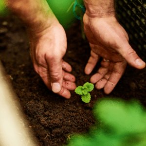 Thriving Green Spaces