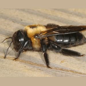 Wood’s Worst Enemy Bees