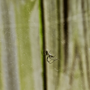 Balancing Spiders and Pest Management