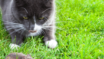 Cats Chasing Pests and Consequences