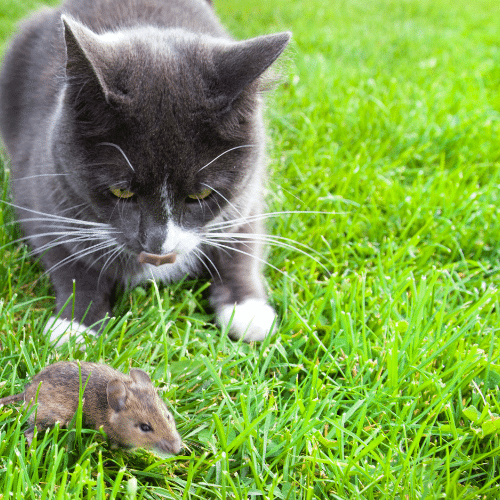 Cats Chasing Pests and Consequences