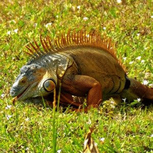 Ethical Iguana Management Guide