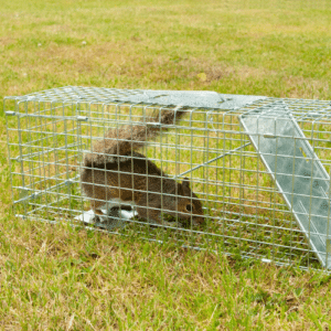 Humane and Smart Trap Options