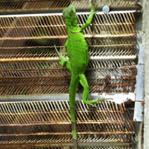 Managing Iguanas Responsibly