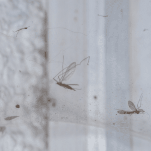 Mosquito Threats and Solutions