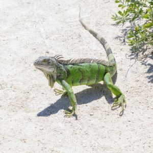 Outsmart Iguanas with Prevention