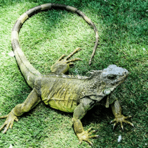 Protecting Properties from Iguanas