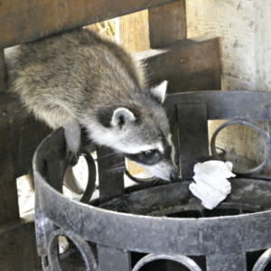 Raccoons-Proof Your Property