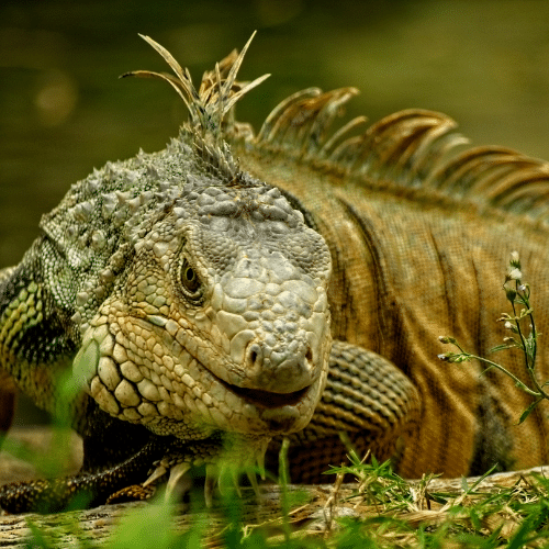 Removing Iguanas the Right Way