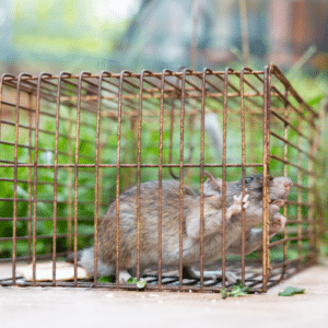 Rodent Behavior and Control