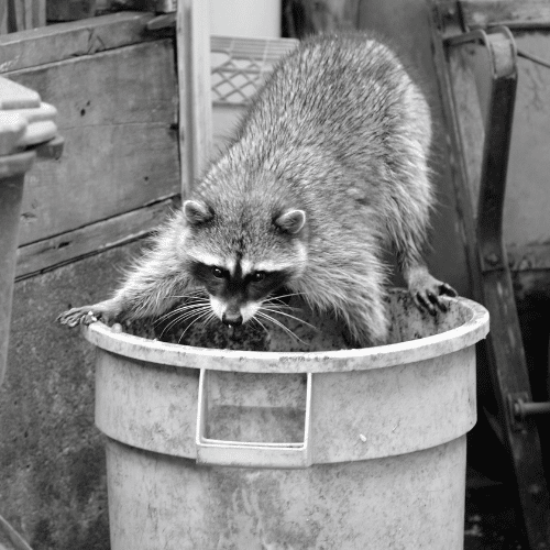 Securing Trash From Raccoons