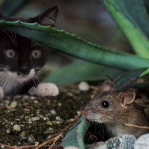 The Dual Role of Feral Cats