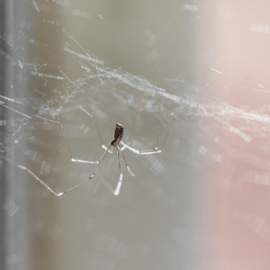 Web Warriors Fighting Mosquitoes