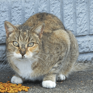 Wild Cats Impacting Neighborhoods