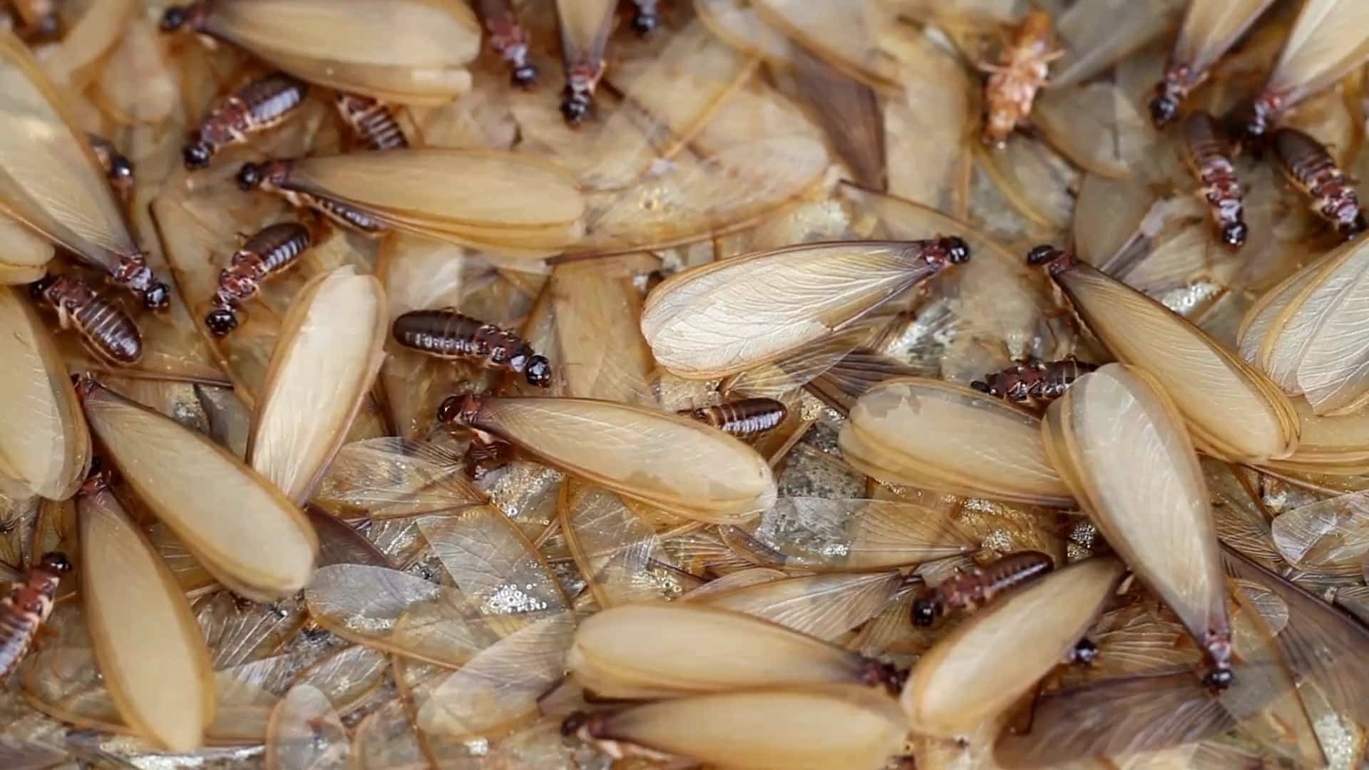 Termites