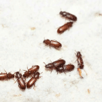 End Flour Beetle Woes
