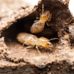 Termites Work Together Against You