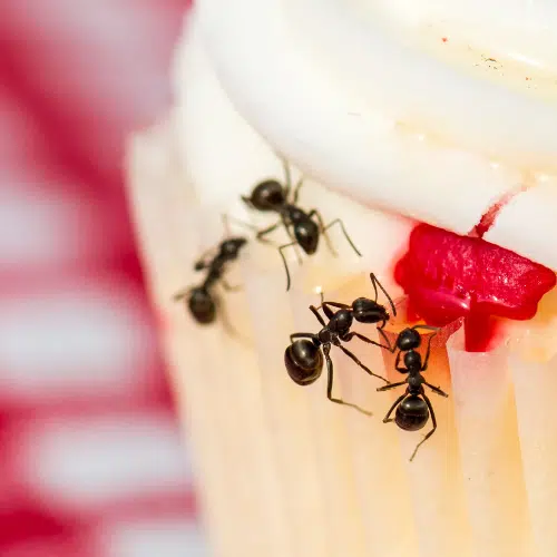 Ants Unplugged House Party Over
