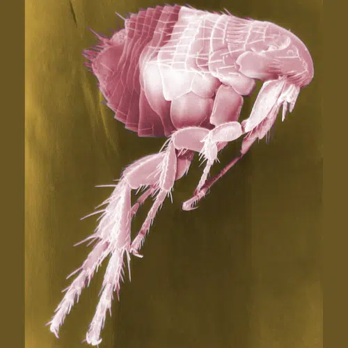 Evict Fleas Welcome Fresh Starts