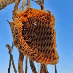 Hive Havoc Ends With Safety