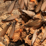 Termite Defense for Fort Lauderdale Homes