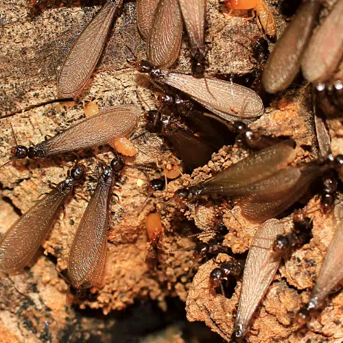 Termite Defense for Fort Lauderdale Homes