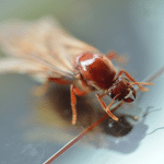 Termite Tales Untwisted