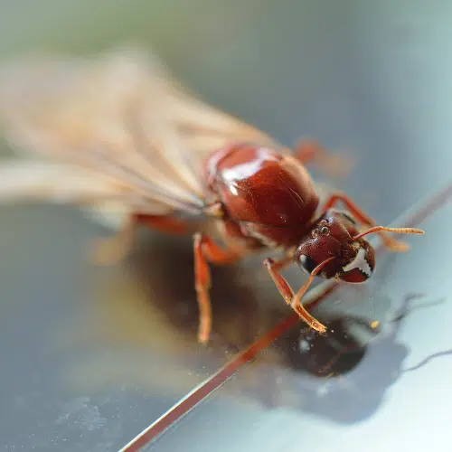 Termite Tales Untwisted