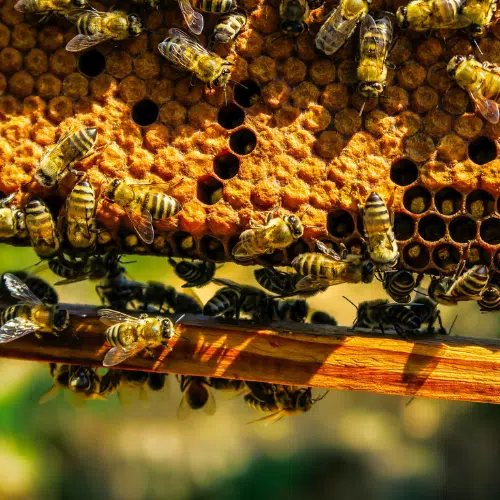 The Lifecycle of Honey Bees