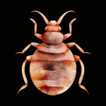 Beat Bed Bugs Sleep in Safety