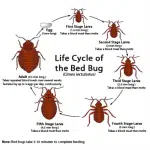 Coconut Creek Battles Bed Bug Epidemic